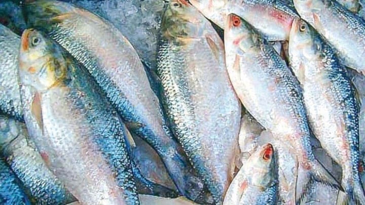 ইলিশ মাছ।